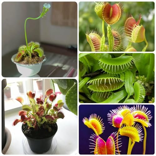 60 Piezas Semillas De Plantas Venus Atrapamoscas - Dionaea Muscipula - Plantas Carnívoras, Plantas Exóticas, Semillas De Lecho Elevado, Planta Venus Atrapamoscas, Semillas Suculentas, Hidrop