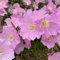 100 graines de fleurs d'Oenothera rose