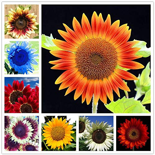 Générique frais 50 pcs graines de tournesol pour la plantation couleur mélangée
