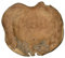 Cornbay Exklusive Wurzelholz-Schale 30 cm aus massivem Teak-Holz Natur
