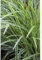 Carex morrowii Ice Dance - weißrandige Japan Segge Icedance - im Topf 12 cm, in Gärtnerqualität von Blumen Eber - 12 cm