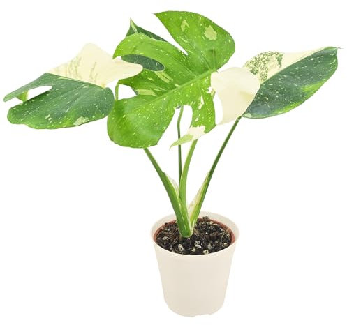 Arcadia Garden Products LV70 Live Monstera Thai Constellation - Pianta d'appartamento variegata rara da interno in vaso di plastica bianca, 10,2 cm