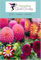 Dahlia mélange 50 Graines