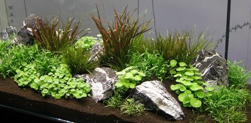 Mühlan Wasserpflanzen Aquarium Set 250-300l, Pflanzen, Kies, Deko (XVII)