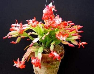 Seeds 10 Cactus Rhm137 (Zygocactus Truncatus) christmas seeds)
