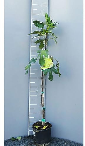 SAVINI VIVAI Figuier vert Plante fruitière Arbre en pot 22-24 cm 2-3 ans Hauteur 130-150 cm