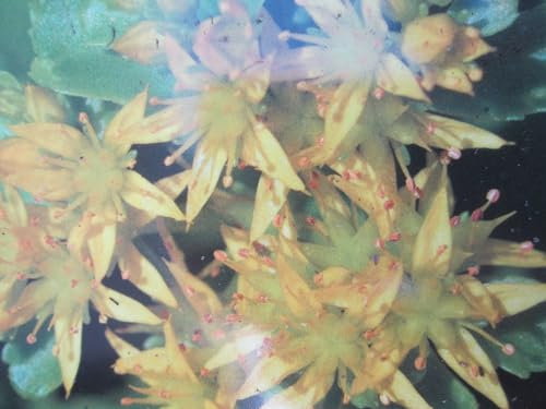 Sedum selskianum - Kamtschatka Amur Fetthenne - gelb Verpackungseinheit 5