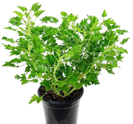 Geranio Citronella La Combinación Perfecta de Belleza y Eficacia para tu Jardín