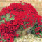 200 Stück/Beutel Blumensamen, produktive Hängepflanzen, seltene Pflanzung im Innen- und Außenbereich, Eisenkraut, Gartensämlinge für Parterre, Samen zum Pflanzen jetzt Rot