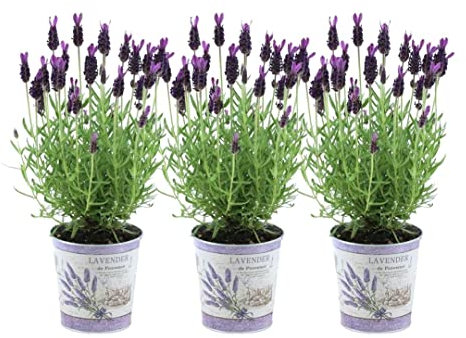 Plants by Frank - Set von 3 Französischen Lavendel Pflanze im Dekotopf 'Deluxe' - 3 x Lavandula stoechas Anouk® 13 cm Topf - Lavendel pflanze - Frisch aus der Gärtnerei Geliefert