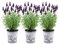 Plants by Frank - Set von 3 Französischen Lavendel Pflanze im Dekotopf 'Deluxe' - 3 x Lavandula stoechas Anouk® 13 cm Topf - Lavendel pflanze - Frisch aus der Gärtnerei Geliefert