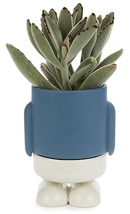 balvi Mini Blumentopf Mr Standy Farbe Blau Am Bodenteil sammelt Sich das überschüssige Wasser Aus Ker