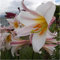 3 x Giant Dutch 'Regale' Lilies - Summer Flowering White Lily Bulbs