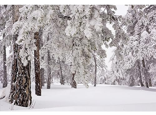 YongFoto 3x2m Vinyl Foto Hintergrund Schnee Weihnachten Bäume Starker Schneefall WinterHappy New Year Fotografie Hintergrund für Fotoshooting Portraitfotos Party Kinder Hochzeit Fotostudio Requisiten