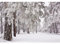YongFoto 3x2m Vinyl Foto Hintergrund Schnee Weihnachten Bäume Starker Schneefall WinterHappy New Year Fotografie Hintergrund für Fotoshooting Portraitfotos Party Kinder Hochzeit Fotostudio Requisiten