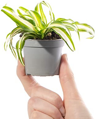 Mini Plante Araignée Chlorophytum Variegatum Plante d'intérieur à feuilles persistantes
