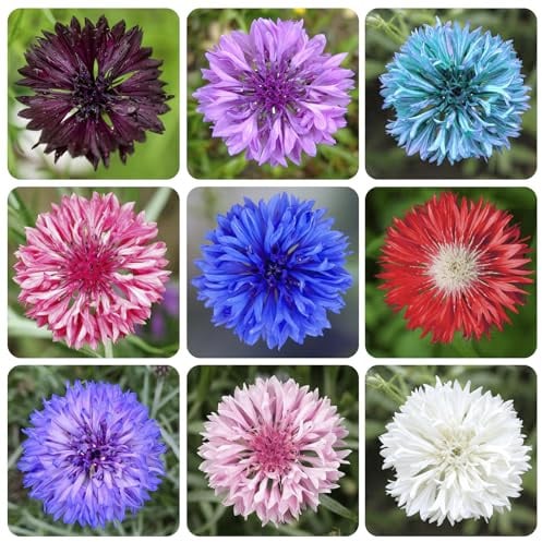 3200+ Mix Cornflower Seeds for Planting - Non-GMO Bachelor Button Flower Seeds