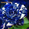 Seeds more real blue seeds of the rose bush of flowers 10 seeds stratisfied - Treasuresbylee Exclusive