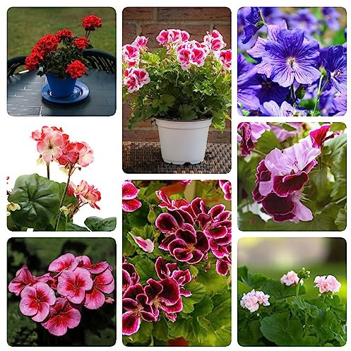 200 Pezzi Semi Di Geranio Appesi, Decorazione Da Giardino Per Esterni, Fiori Da Giardino (Pelargonio Hortorum) Piante Perenni, Piante Perenni Resistenti, Piccoli Doni Piante Da Giardino
