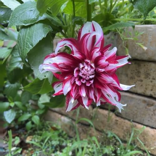 2 pcs dahlien knollen kaufen - dahlien zwiebeln - winterharte stauden dauerblüher, ostergeschenk Dahlia Dahlie zwiebel zwiebel winterharte pflanzen, topfpflanzen echt steingartenpflanzen