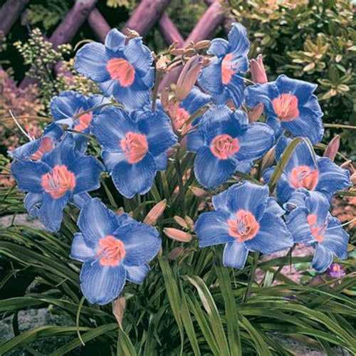 Taglilienzwiebeln, Winterharte KüBelpflanzen,KräFtige VitalitäT,Wilde Taglilie, MehrjäHrige Zwiebelpflanzen, Blumenwiese Samen Pflanzen FüR DraußEn Winterhart -15zwiebeln-F