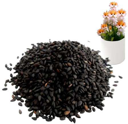 Orchid Plant Seedling, Real Flower Plant, Cat Face Shape, Fresh Decorative Indoor, 1-Pack, Ideal for Bedroom, Study Room, Home Décor, Offices Spaces