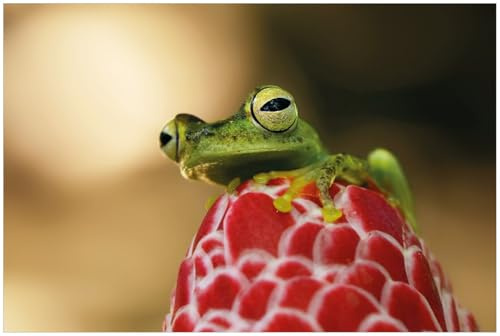 Wallario Küchenrückwand selbstklebend 90 x 60 cm, Motiv: Frosch sitzt auf Einer Knospe | Spritzschutz abwischbar & pflegeleicht