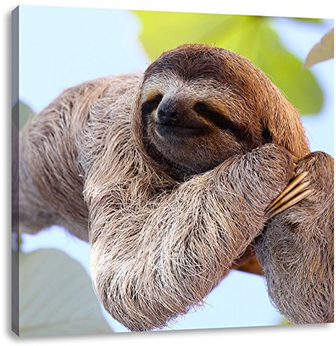 Pixxprint schönes Faultier hängt von AST, Größe: 40x40 cm, Leinwandbild Quadratisch, Wandbild, Kunstdruck, fertig bespannt