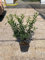 Agrifoglio Ilex aquifolium pungitopo pianta in vaso ø15 cm Vivaio di Castelletto