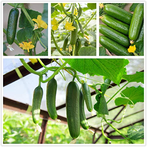 Semi di cetriolo dolce cetriolino 70+ Cucumis Sativus Frutta Verdura Semi di vite freschi per giardino domestico Giardino esterno Fattoria Piantare