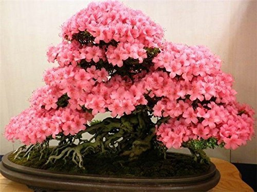 Bonsai giapponese sakura semi 10 semi/pacchetto, bonsai del fiore Cherry Blossoms