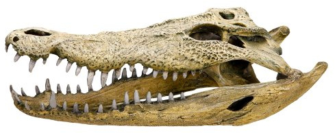 Nobby Crocodile Skull Aquarium Ornaments, 47.5 x 20.5 x 16 cm