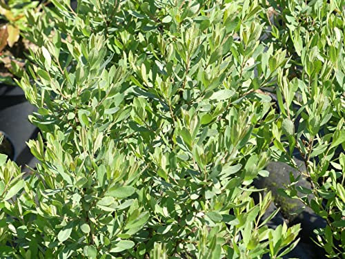 Gagelstrauch - Myrica gale - Bierpflanze - ätherische Öle - Gagelbier - Parfümpflanze Preis nach Größe 30-40 cm