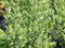 Gagelstrauch - Myrica gale - Bierpflanze - ätherische Öle - Gagelbier - Parfümpflanze Preis nach Größe 30-40 cm