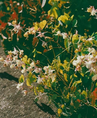 Epimedium grandiflorum 9x9 cm Topf – Winterhart, Mehrjährig, Pflegeleicht – Elfenblume – Bodendecker für Schattenbeet & Unterpflanzung