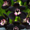 5 Halbblumen der schwarzen Orchidee