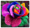 Rosen Pflanzen Winterhart, Duft repräsentiert, Rosen-Rhizom, Rosenzwiebel, Winterhartes Pflanzen, Zierblumen，Rosenzwiebel, Rosenpflanze-1 Winterhart zwiebeln-B
