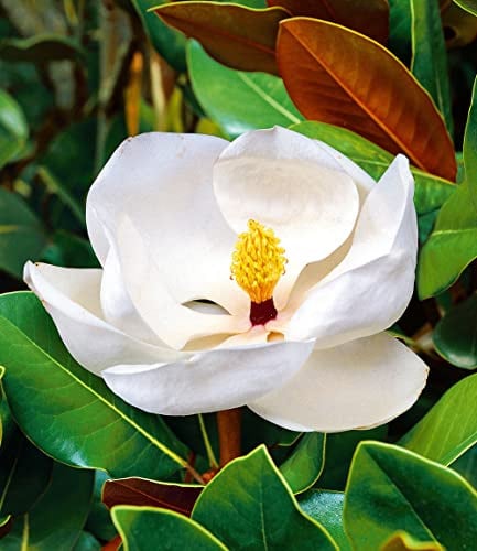 BALDUR Garten 1x Magnolie 'Grandiflora', Pflanze im 12 cm-Topf