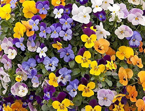 Pack x12 F1 Viola 'Mixed' Hardy Annual / Bi-Annual Winter Colour Plug Plants