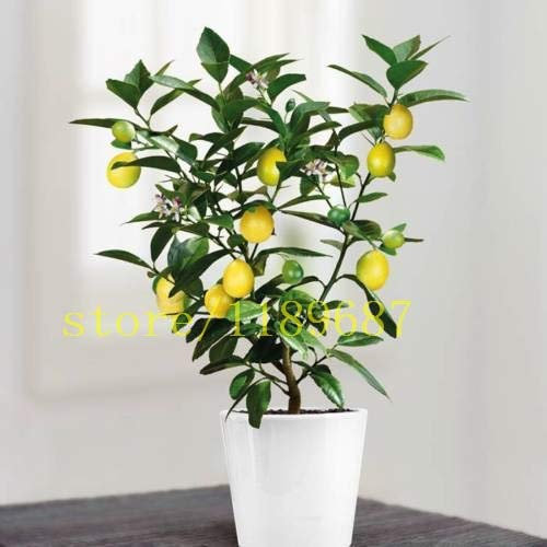 20 Bonsai-Zitronenbaum-Samen, Mini-Frucht-Bonsai-Baum wachsen schnell No-GVO-Gesundheit für Körper-Blumentopf-Pflanzgefäße