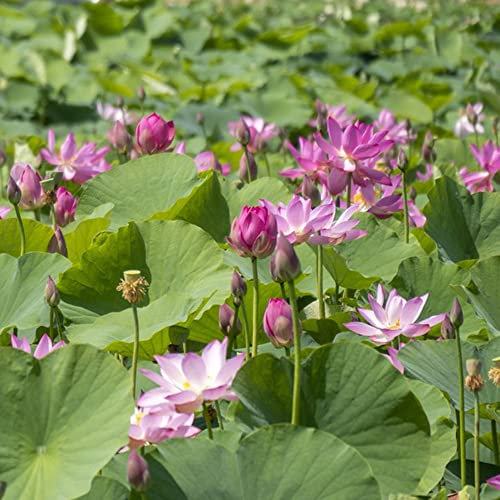 lotus pflanze aquarium samen, lotusblume samen bodendecker winterhart mehrjährig samen bienen wiese bienenfreundliche blumensamen geschenk für gartenfreunde schmetterlingswiese 50 Stück