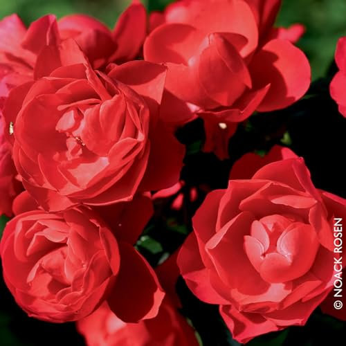 Bodendeckerrose 'Sorrento®', leuchtend rot, Topf 3 Liter
