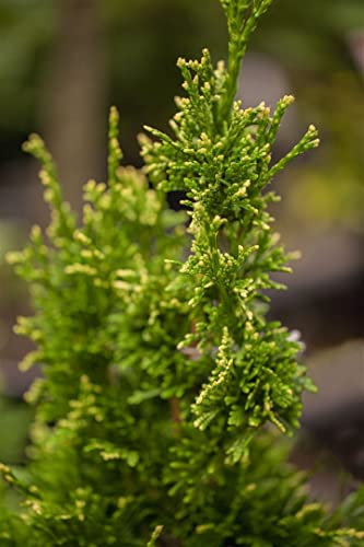 Thuja plicata 'Aurescens' 80-100 cm - Riesen-Lebensbaum, goldgelbes Laub, ideal als Hecke, winterhart, pflegeleicht