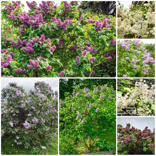 150 pz semi resistenti delle piante lilla - fiori per balcone, semi biologici albero di lillà - Syringa vulgaris - aiuola, piante da giardino rocciose resistenti Fiori sul balcone,