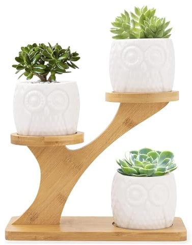 RNXSIB Vaso per piante grasse, vaso di cactus, vassoio di bambù, decorazione in bambù, per la decorazione di scrivania e davanzale di casa