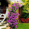 Ncient 200 Semi Sementi di Rose Rampicanti Climbing Rose Fiori Rari Semi Profumati Fiori Piante per Orto Giardino Balcone Interni ed Esterni