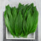 200 Pc Semi Di Aglio Orsino Biologico - Allium Ursinum - Piante Rare, Semi Di Ortaggi Acquistare Semi Di Piante Di Aglio Selvatico, Erbe Aromatiche, Verdure Invernali Regali Sostenibili,