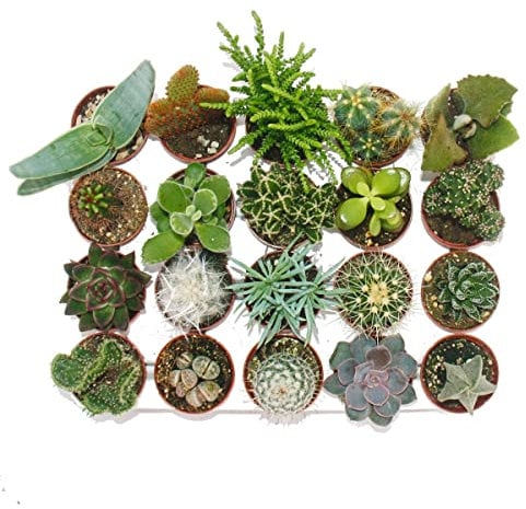 Exotenherz - Kakteen und Sukkulenten - Starter Set XXL - 20 verschiedene Pflanzen im 5,5cm Topf