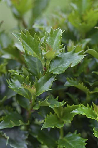 Ilex meserveae 'Little Rascal' -R- Kugel 30-35 cm - Stechpalme, immergrün, kompakt, ideal für Kübel und Beete, winterhart, pflegeleicht
