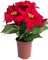 Flora-Seta GmbH künstliche Poinsettie (Weihnachtsstern) mit 6 samtigen Blüten in braunem Kunststofftopf (rot)